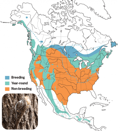 Brown Creeper Range Map, Wild Birds Unlimited, WBU