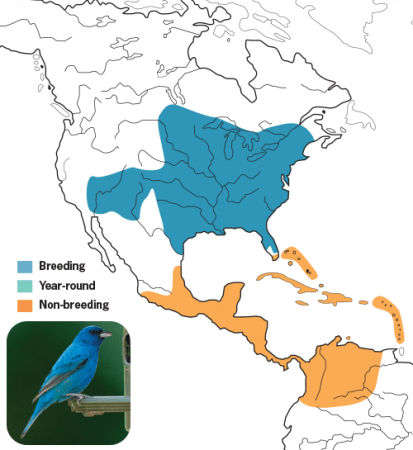 Indigo Bunting Range Map, Wild Birds Unlimited, WBU