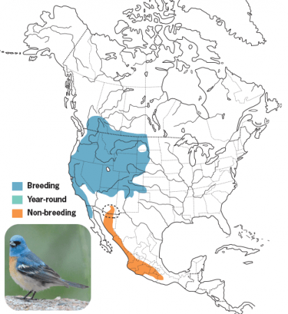 Lazuli Bunting Range Map, Wild Birds Unlimited, WBU