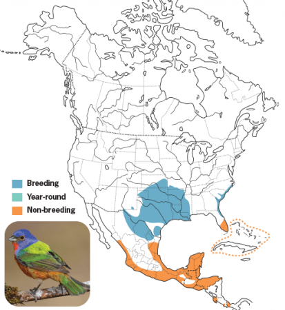 Painted Bunting Range Map, Wild Birds Unlimited, WBU