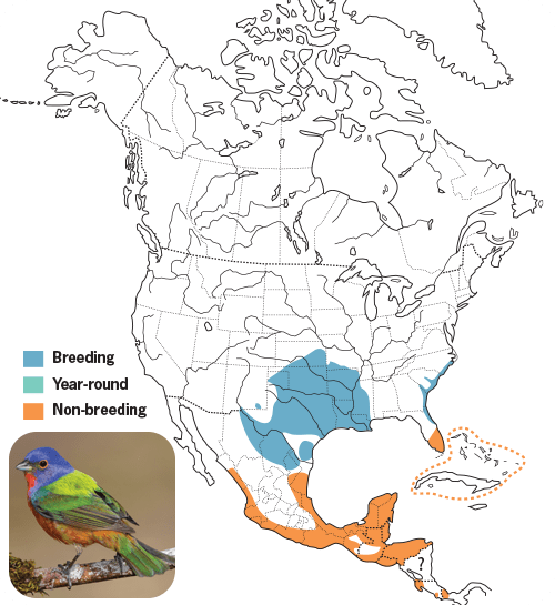 All About Buntings and How to Attract Them Wild Birds Unlimited