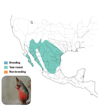 Pyrrhuloxia Range Map, Wild Birds Unlimited, WBU