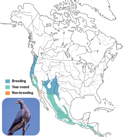 Band-tailed Pigeon Range Map, Wild Birds Unlimited, WBU