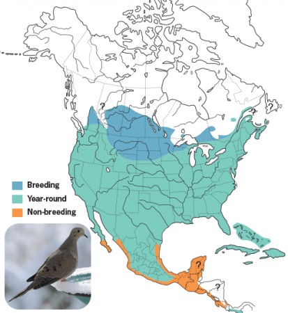 Mourning Dove Range Map, Wild Birds Unlimited, WBU