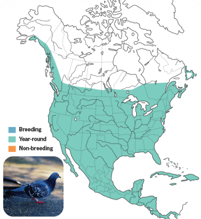 Rock Pigeon Range Map, Wild Birds Unlimited, WBU