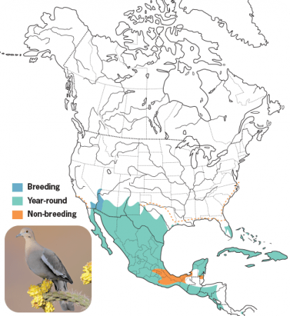 White-winged Dove Range Map, Wild Birds Unlimited, WBU