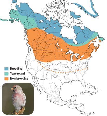 Common Redpoll Range Map, Wild Birds Unlimited, WBU