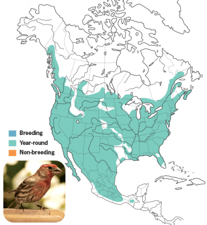 House Finch Range Map, Wild Birds Unlimited, WBU