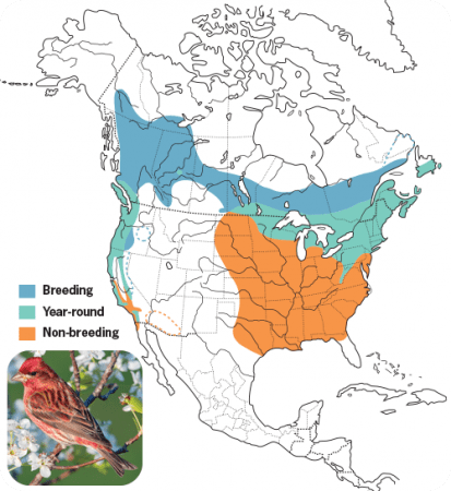 Purple Finch Range Map, Wild Birds Unlimited, WBU