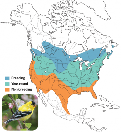American Goldfinch Range Map, Wild Birds Unlimited, WBU