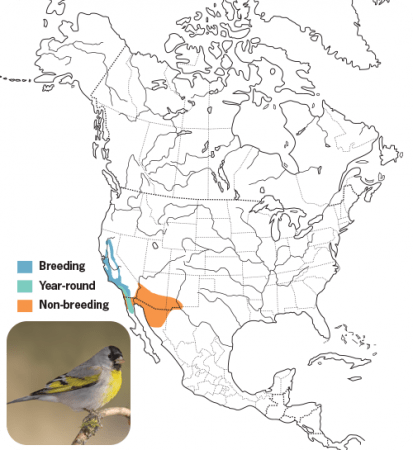 Lawrence's Goldfinch Range Map, Wild Birds Unlimited, WBU