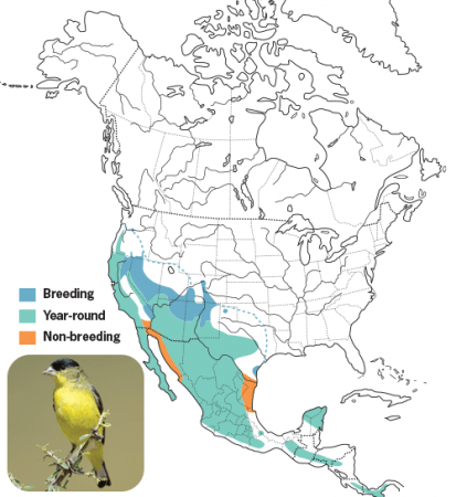 Lesser Goldfinch Range Map, Wild Birds Unlimited, WBU