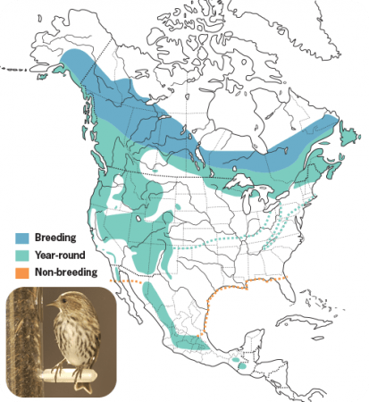 Pine Siskin Range Map, Wild Birds Unlimited, WBU