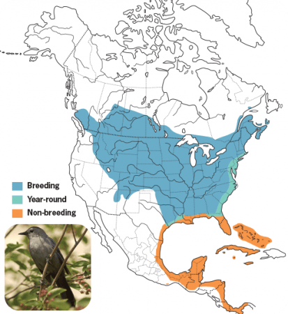 Gray Catbird Range Map, Wild Birds Unlimited, WBU