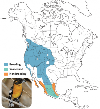 Black-headed Grosbeak Range Map, Wild Birds Unlimited, WBU
