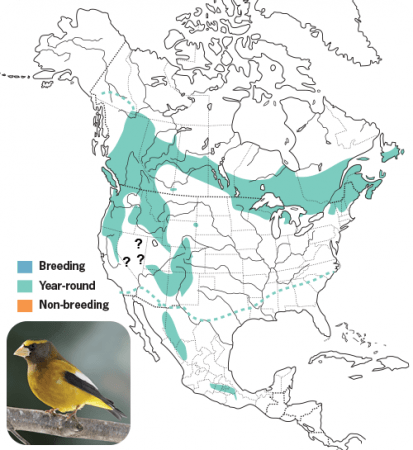 Evening Grosbeak Range Map, Wild Birds Unlimited, WBU