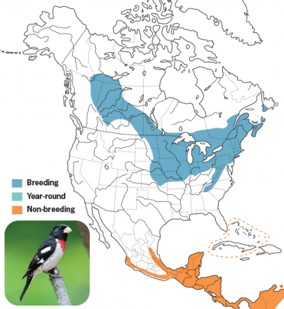 Rose-breasted Grosbeak Range Map, Wild Birds Unlimited, WBU