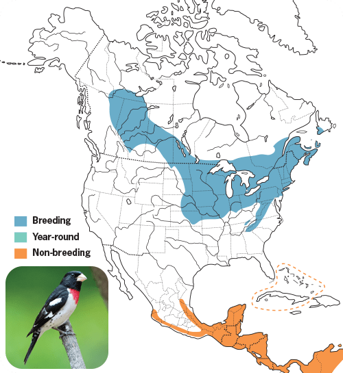 All About Grosbeaks and How to Attract Them - Wild Birds Unlimited