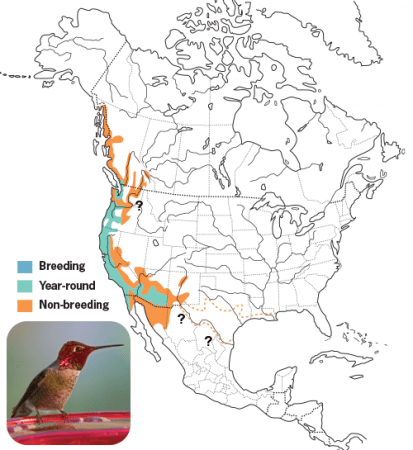 Anna's Hummingbird Range Map, Wild Birds Unlimited, WBU
