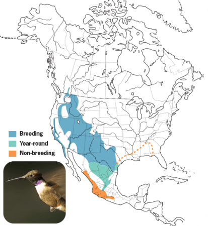 Black-chinned Hummingbird Range Map, Wild Birds Unlimited, WBU