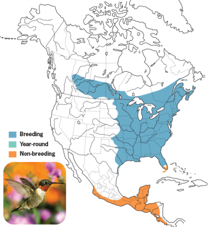 Ruby-throated Hummingbird Range Map, Wild Birds Unlimited, WBU