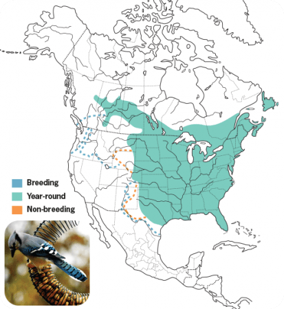Blue Jay Range Map, Wild Birds Unlimited, WBU