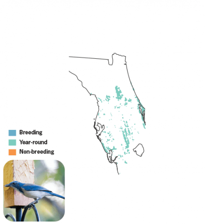 Florida Scrub-jay Range Map, Wild Birds Unlimited, WBU