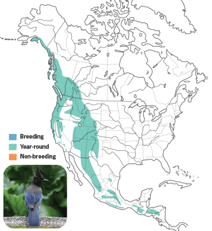 Steller's Jay Range Map, Wild Birds Unlimited, WBU