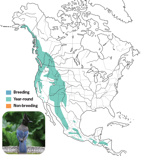 All About Jays and How to Attact - Map Jay Stellers