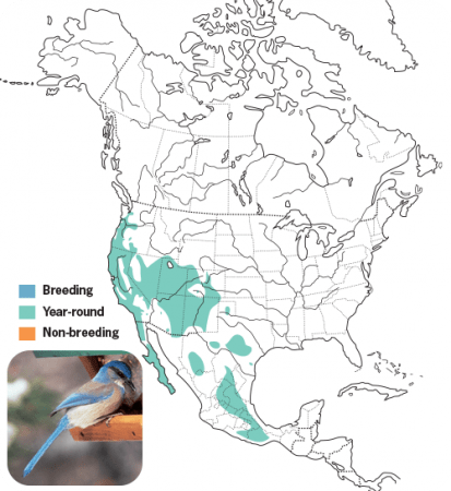 Jays Wild Birds Unlimited Wild - Map Jay Western Scrub Jay 413x450