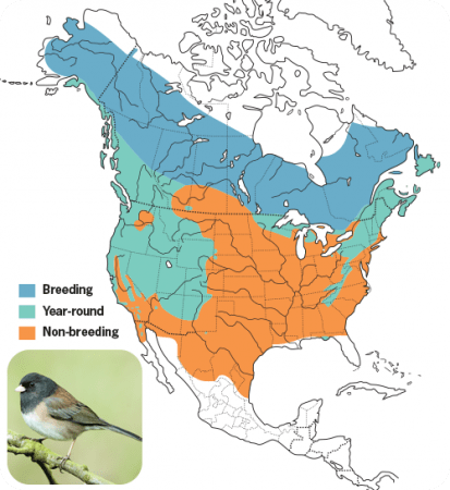 Dark-eyed Junco Range Map, Wild Birds Unlimited, WBU