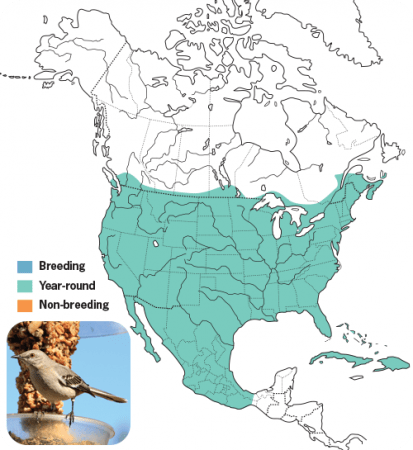 Northern Mockingbird Range Map, Wild Birds Unlimited, WBU