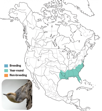 Brown-headed Nuthatch Range Map, Wild Birds Unlimited, WBU
