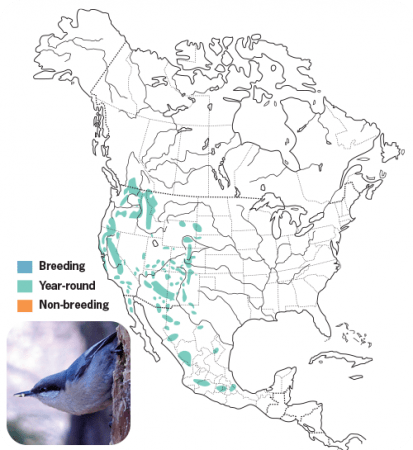 Pygmy Nuthatch Range Map, Wild Birds Unlimited, WBU