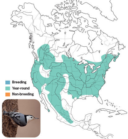 White-breasted Nuthatch Range Map, Wild Birds Unlimited, WBU