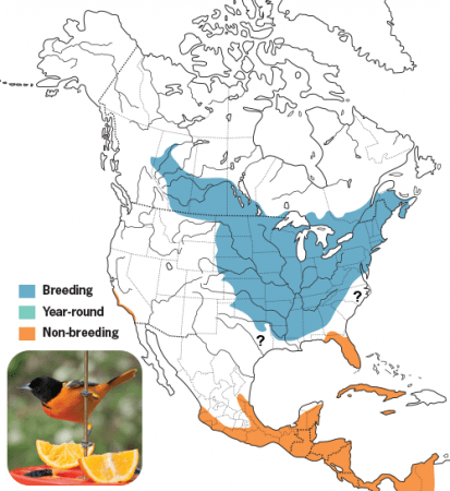 Baltimore Oriole Range Map, Wild Birds Unlimited, WBU