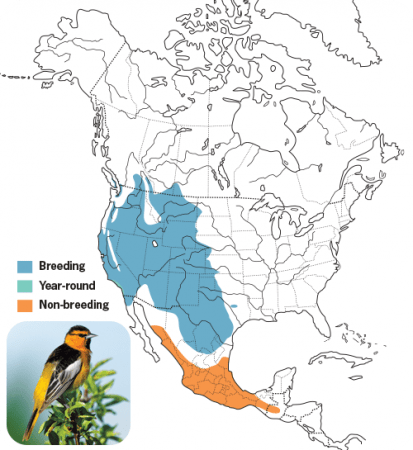 Bullock's Oriole Range Map, Wild Birds Unlimited, WBU