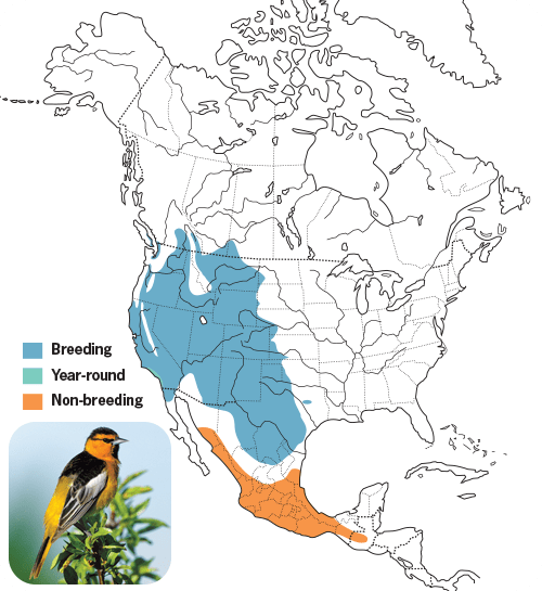 All About Orioles And How To Attract Them Wild Birds Unlimited Wild Map Oriole Bullocks 
