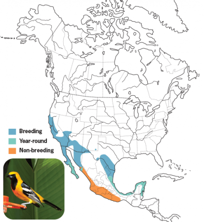 Hooded Oriole Range Map, Wild Birds Unlimited, WBU