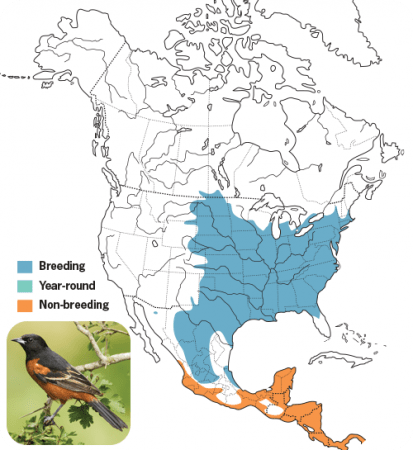 Orchard Oriole Range Map, Wild Birds Unlimited, WBU