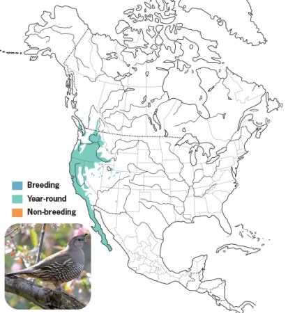 California Quail Range Map, Wild Birds Unlimited, WBU
