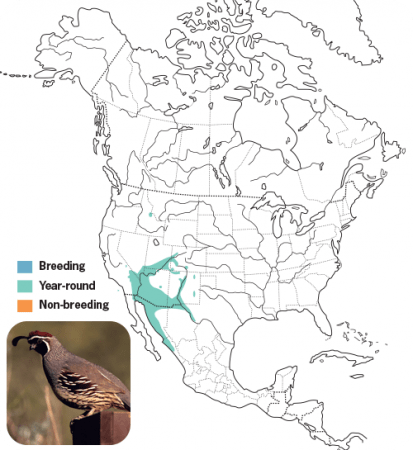 Gambel's Quail Range Map, Wild Birds Unlimited, WBU