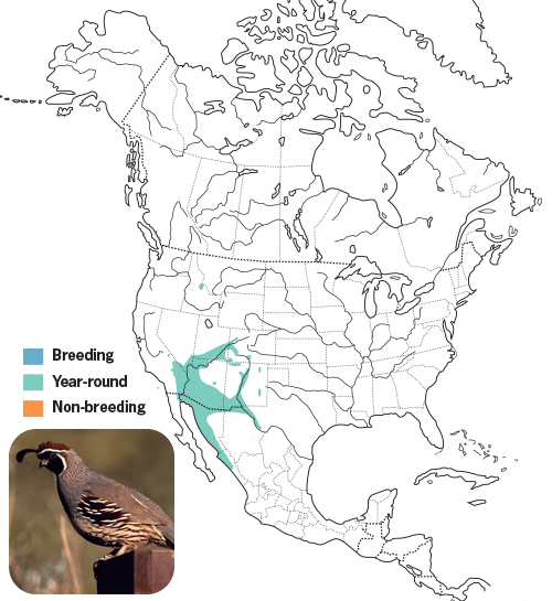 All About Quail and How to Attract Them - Wild Birds Unlimited | Wild