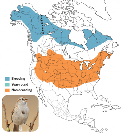 American-tree Sparrow Range Map, Wild Birds Unlimited, WBU