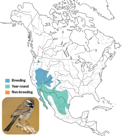 Black-throated Sparrow Range Map, Wild Birds Unlimited, WBU