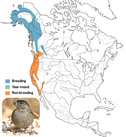 Golden-crowned Sparrow Range Map, Wild Birds Unlimited, WBU