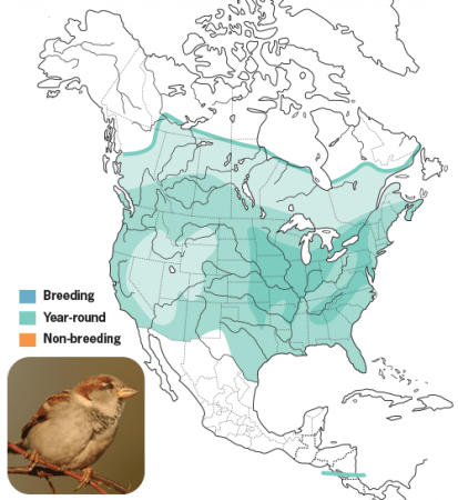 House Sparrow Range Map, Wild Birds Unlimited, WBU