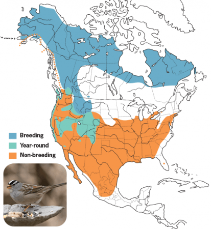 White-crowned Sparrow Range Map, Wild Birds Unlimited, WBU