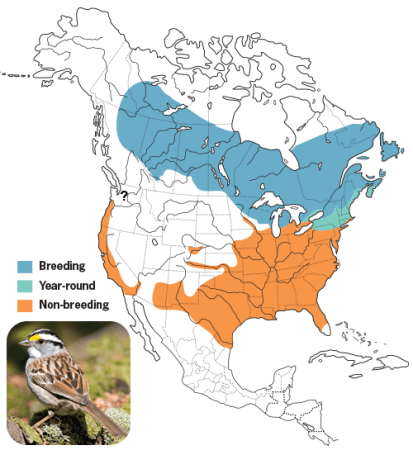 White-throated Sparrow Range Map, Wild Birds Unlimited, WBU