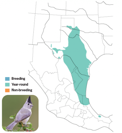 Black-crested Titmouse Range Map, Wild Birds Unlimited, WBU